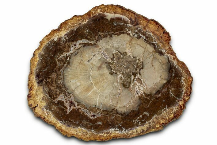 Polished Petrified Wood (Araucaria) Round - Madagascar #355326